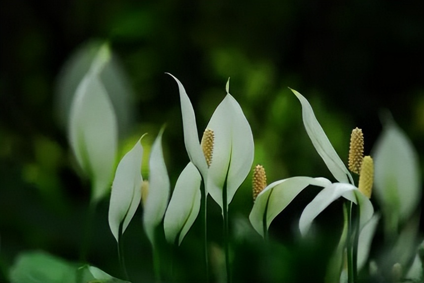 新房种什么植物吸甲醛,什么植物吸甲醛第一名