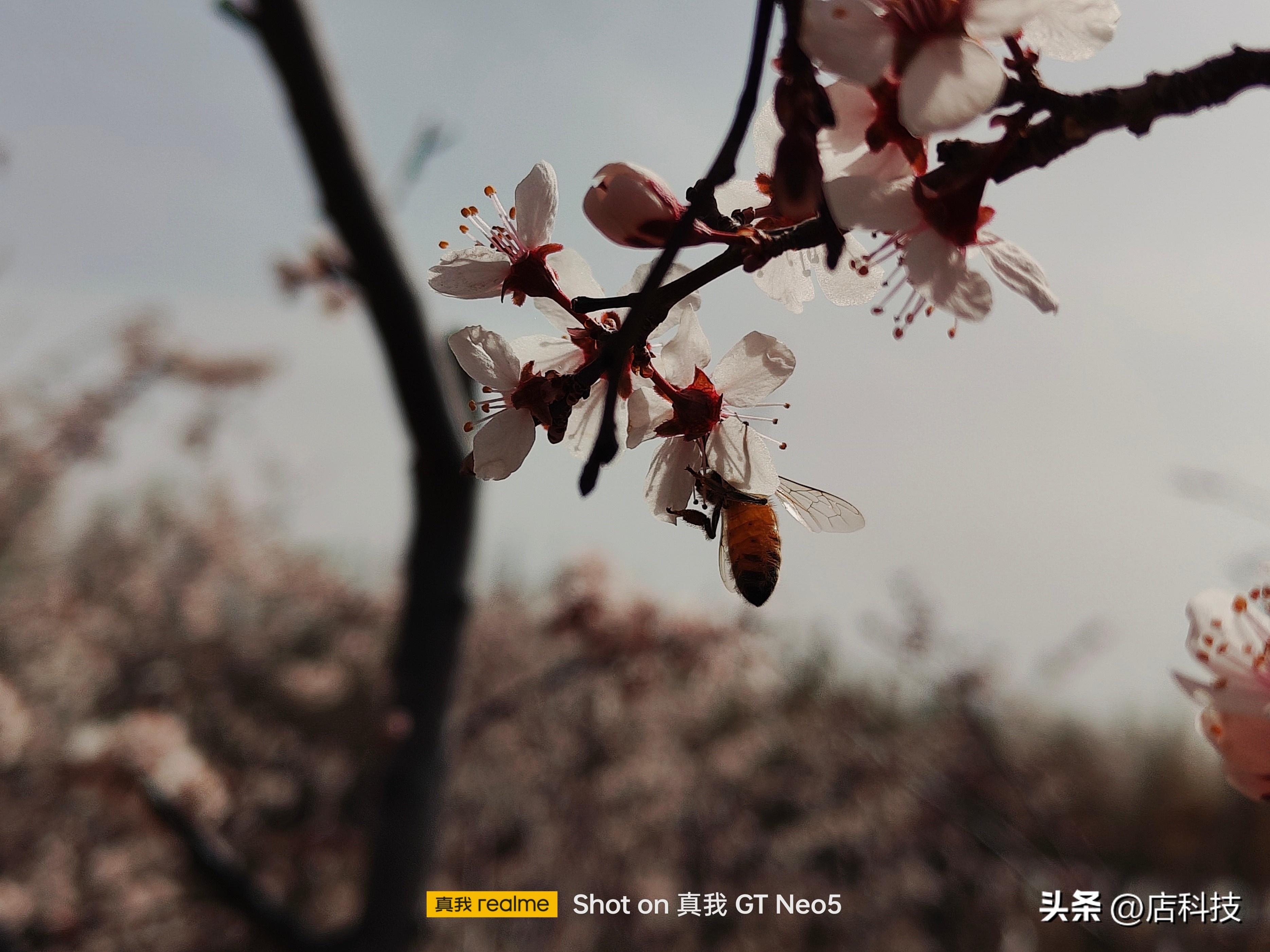 真我gtneo5普通版充电速度,真我gtneo5超级快充