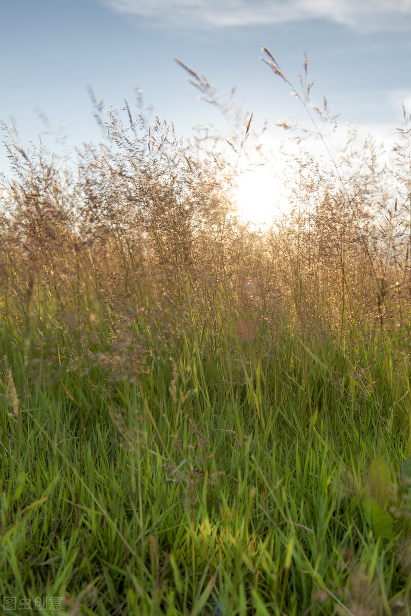 离离原上草一岁一枯荣的翻译,离离原上草一岁一枯荣诗句的意思