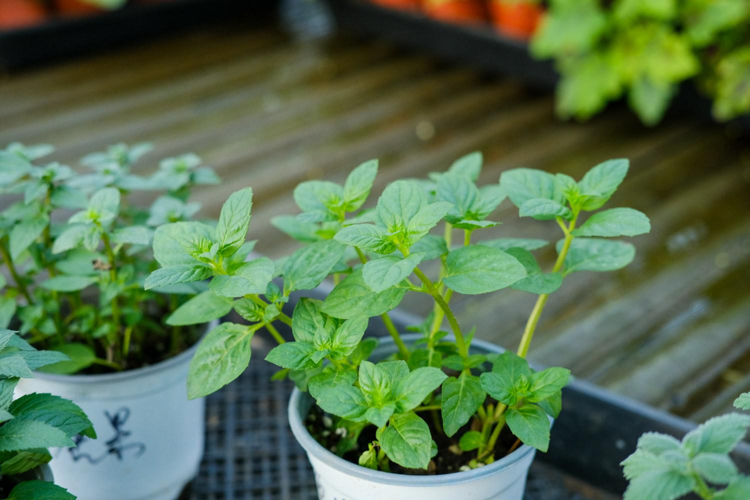 养花有小蚊虫用什么办法可以消灭,家里养花驱蚊虫小妙招