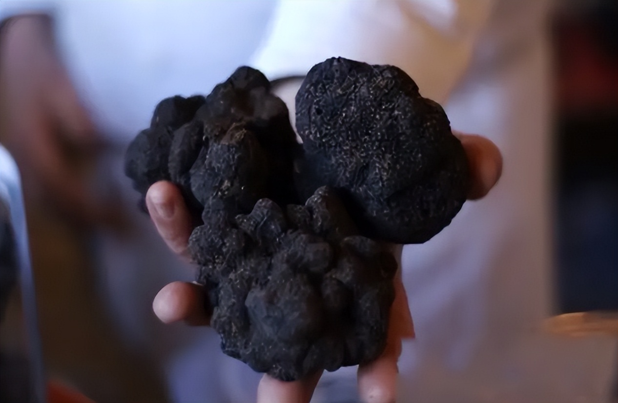 以前猪吃的菜叫什么,松露是顶级食物吗