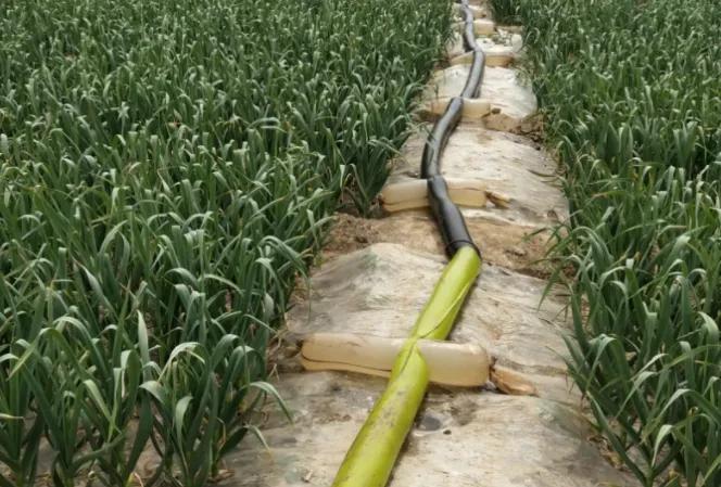 大蒜天然抗生素健康守护神,大蒜最佳高产药