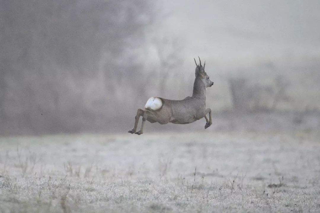 吉林一男子捡到梅花鹿,吉林男子野外捡鹿