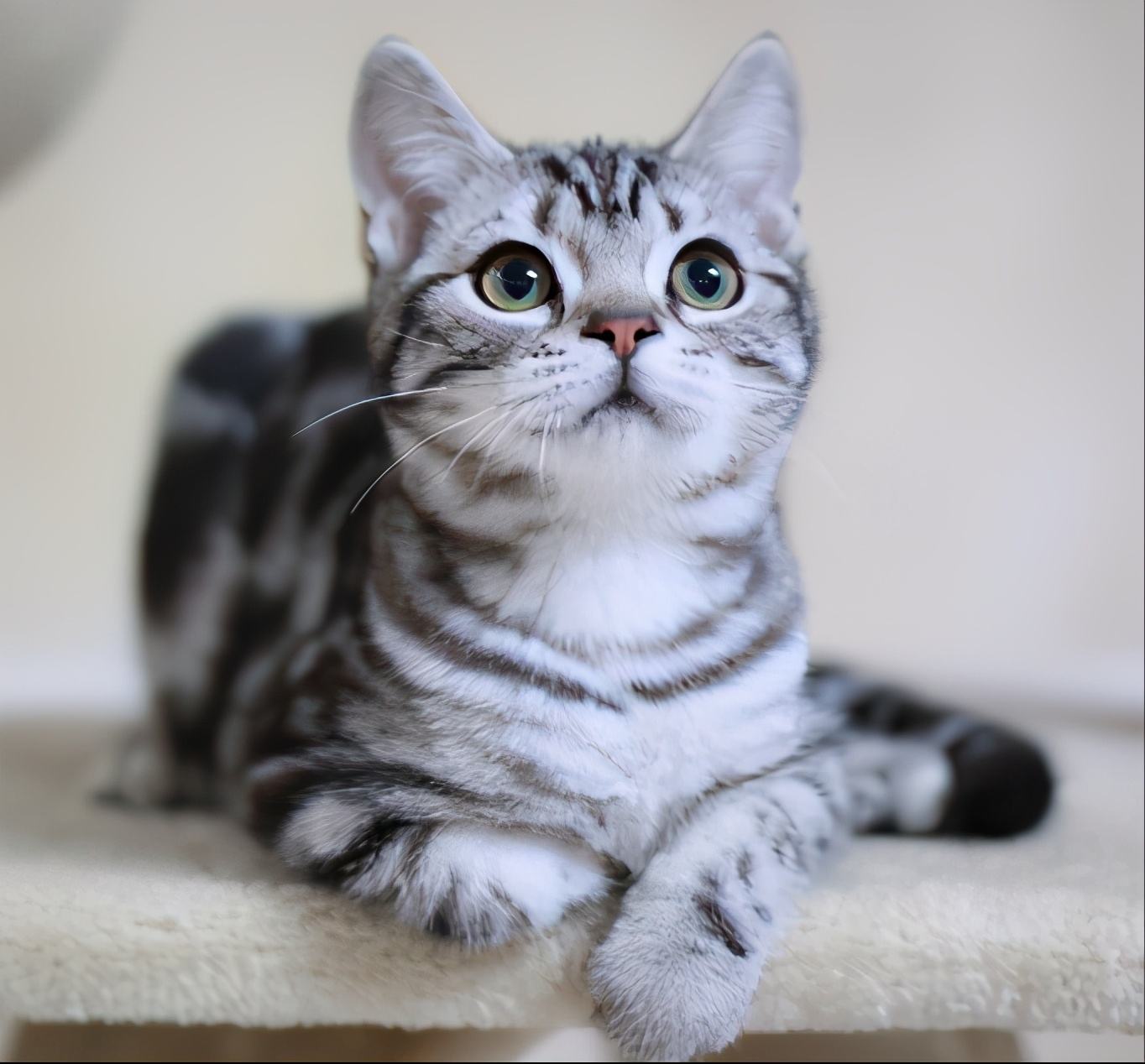 什么猫有灵性又好养,猫界脾气最好的猫是什么