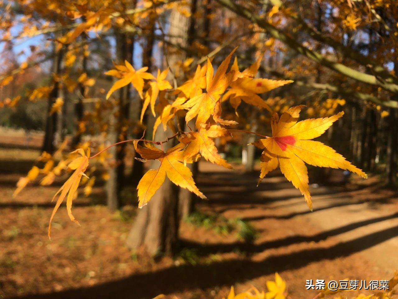 火车票购票身高标准,购买火车票不知道车站在哪