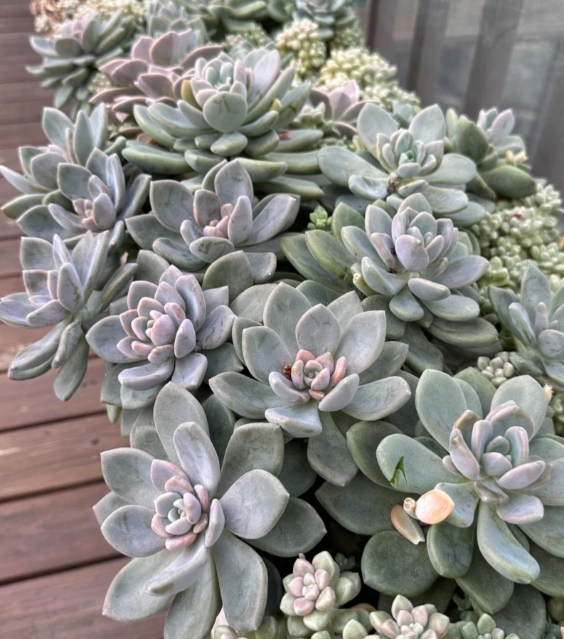 广东能养出好状态的多肉,在广东超级好养的多肉