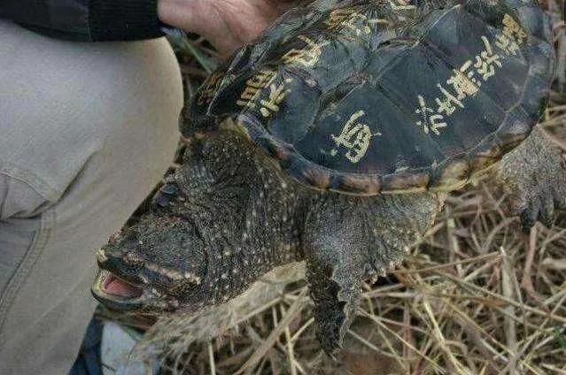 北美大鳄龟成体,北美鳄龟为什么会出现在中国
