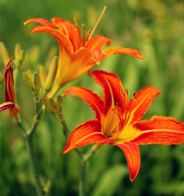 清明期间开的野花有哪些,清明节野花