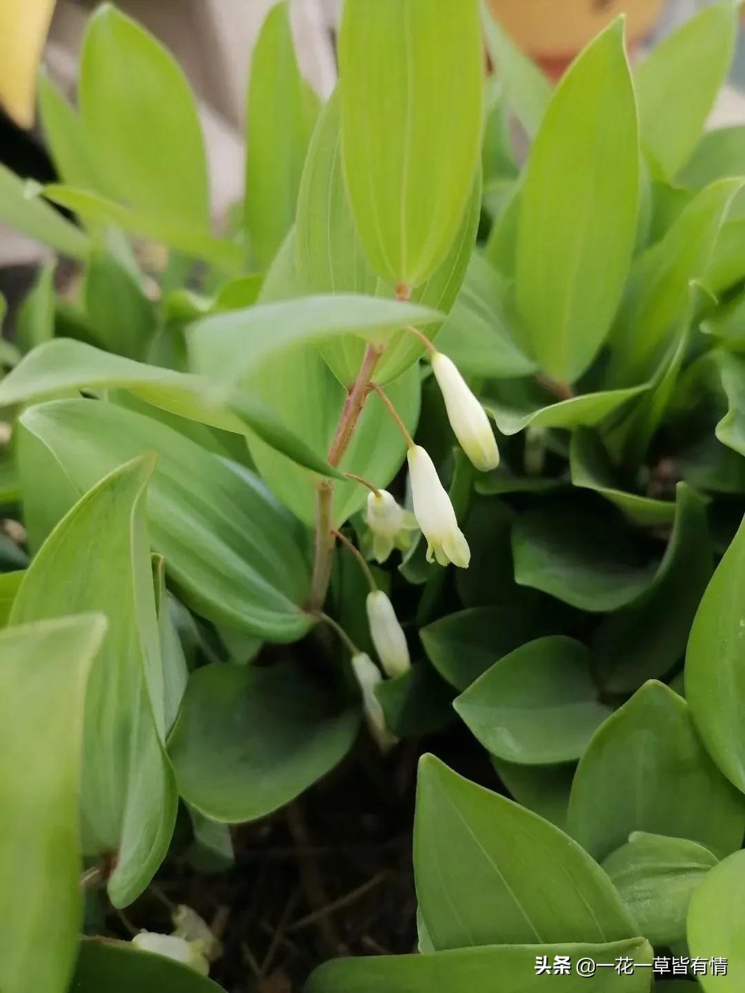 从根部野生黄精跟玉竹的区别,怎么分辨玉竹与黄精的区别