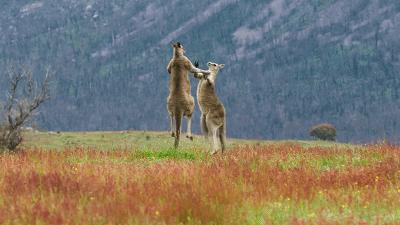 原来它们也有“性丑闻”，这片看完让我大开眼界