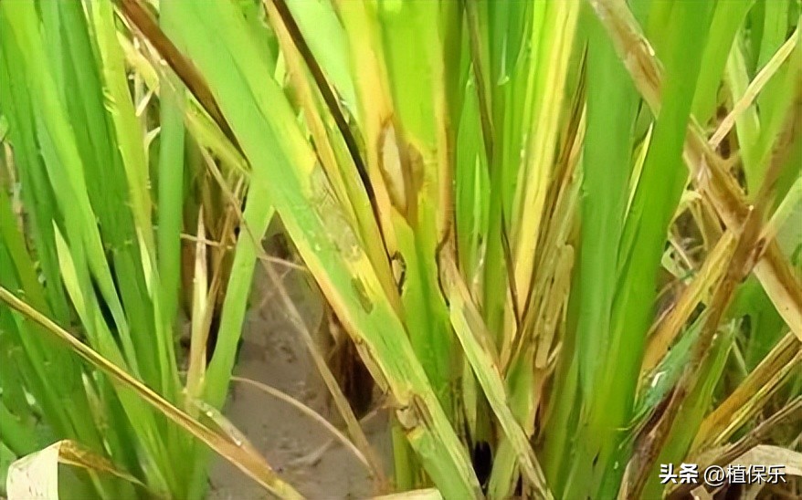 有机农业农药,绿色生物农药都有哪些