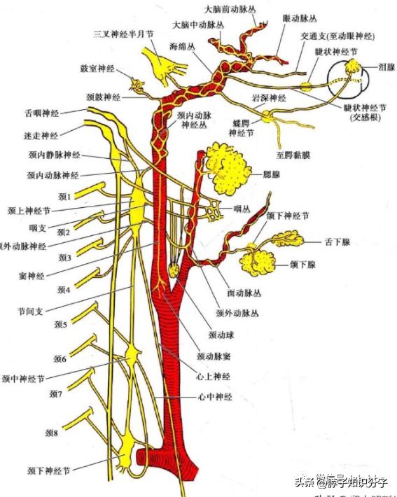 交感神经位置和星状神经节位置图,椎动脉壁分布有交感神经纤维