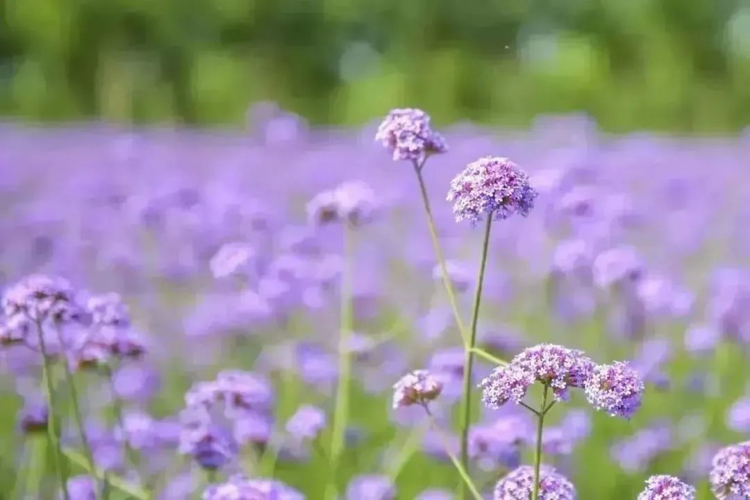 空港生态绿廊换色焕彩“绝绝紫”“夏日粉”绚丽登场