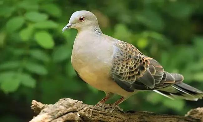 童趣捉昆虫,童趣一年级句子