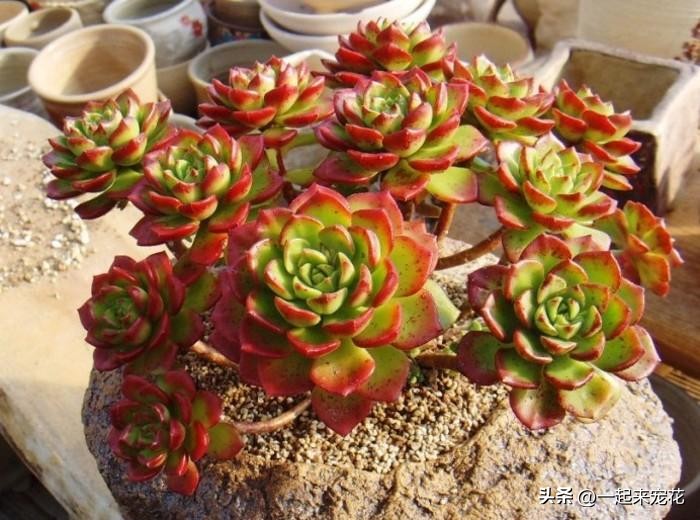 人见人喜欢的多肉,多肉蒂亚怎么养新手必看