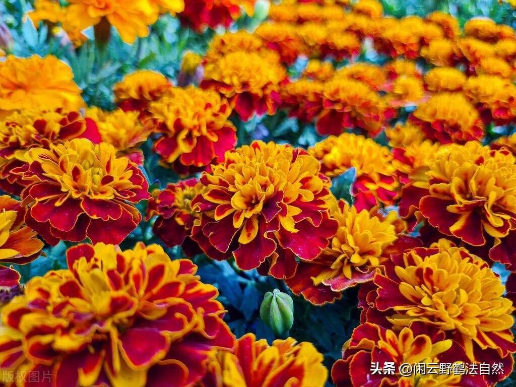 被称为眼黄金的叶黄素到底是什么,叶黄素为什么是眼黄金