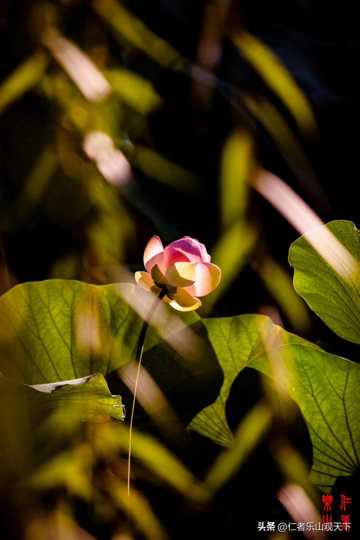 最后的摇曳——只为那绳命的回晃