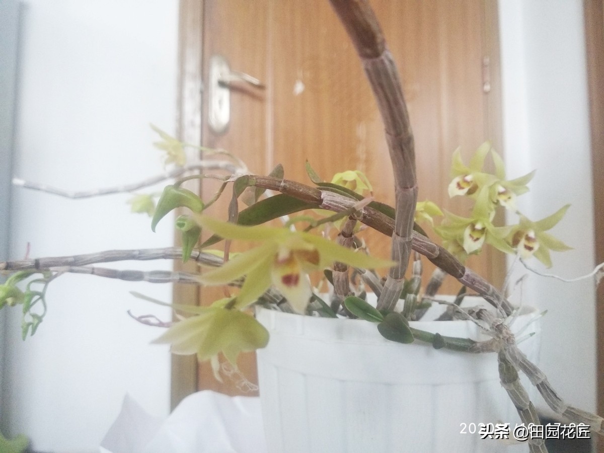 石斛花叶子发黄是什么原因,石斛开花后叶子发黄怎么回事