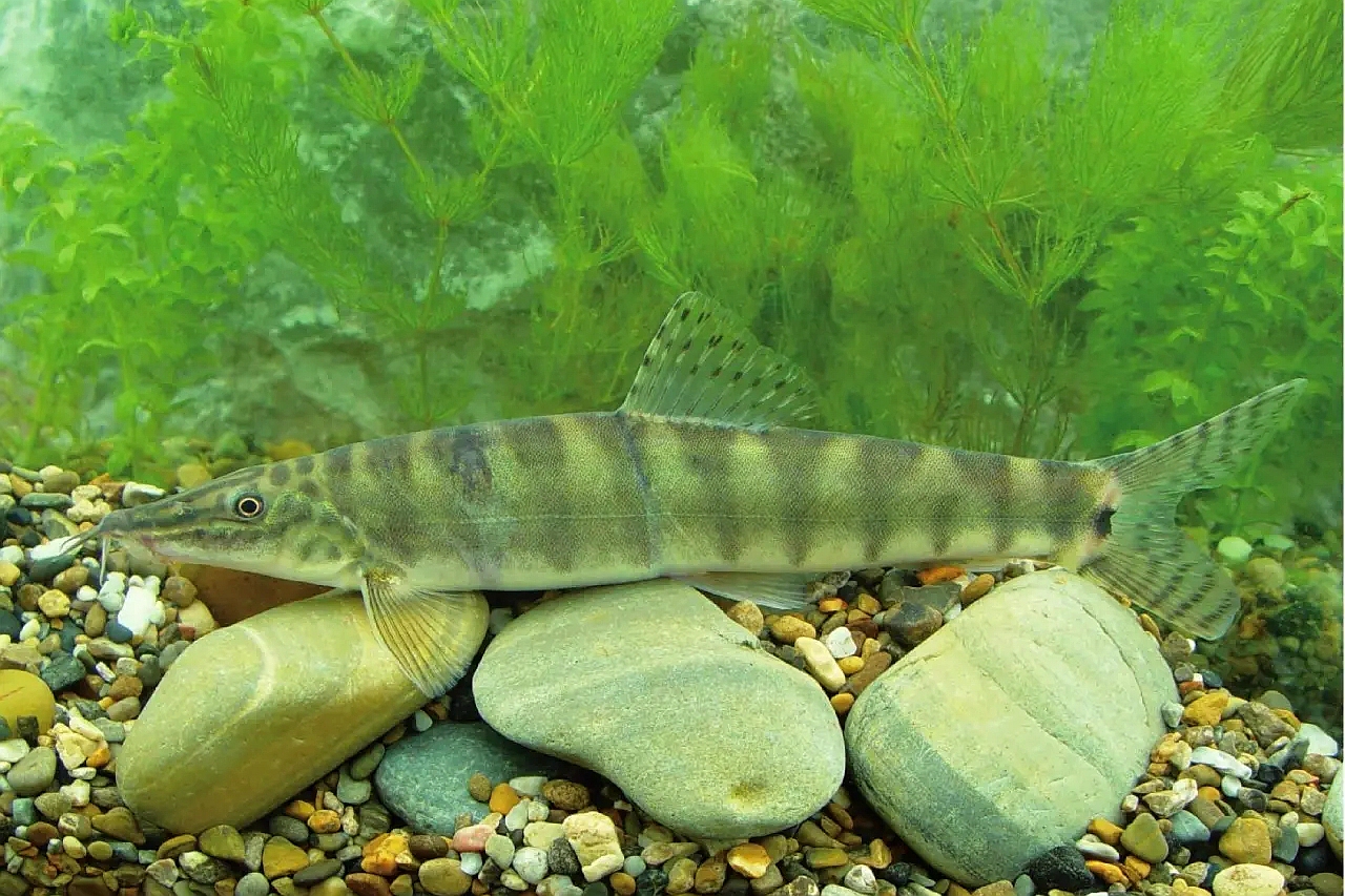 黑龙江鱼类大全名称,黑龙江十大出名鱼排名