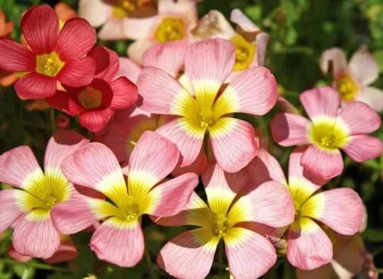 认识各种花卉名称,认识各种花的名字