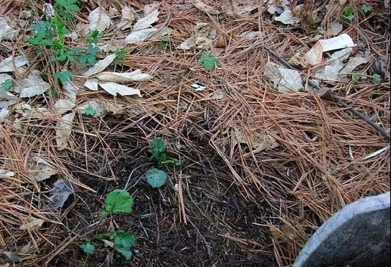 盆土严重板结怎么换土,盆土板结了不换盆怎么办