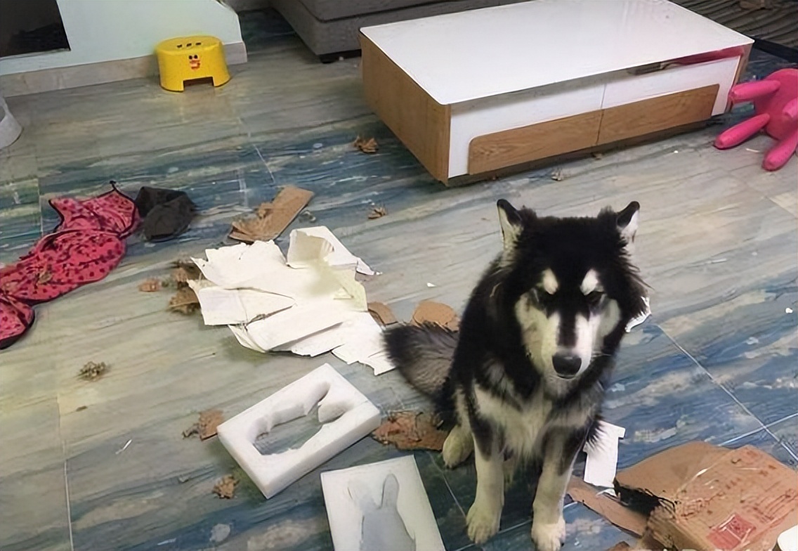 什么狗好养还不拆家还能保护主人,哪种狗不咬人不拆家智商高