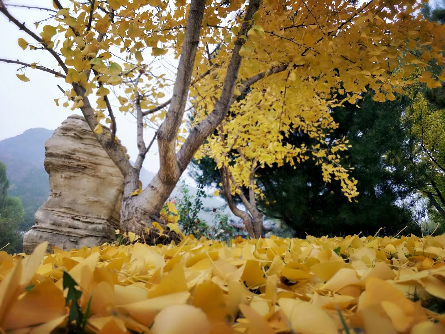 天寿陵园为什么贵,天寿陵园的墓地怎么样