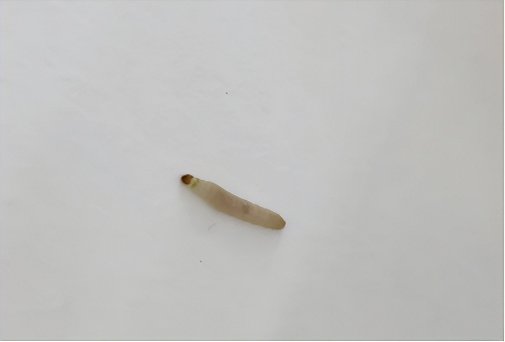 家里突然有小飞蛾还找不到来源,家里发现可疑的物品