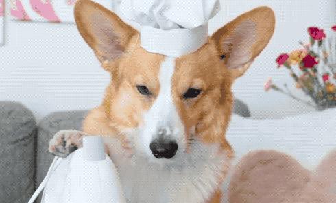 12种最适合懒人养的狗狗泰迪,适合女生养的狗泰迪缺点