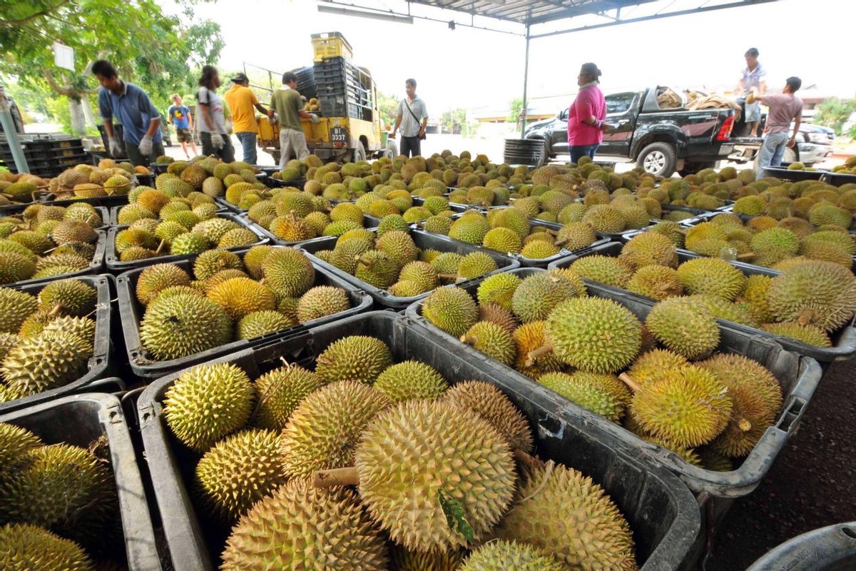 越南榴莲引入中国，泰国垄断地位恐成过去式？榴莲自由又进一步