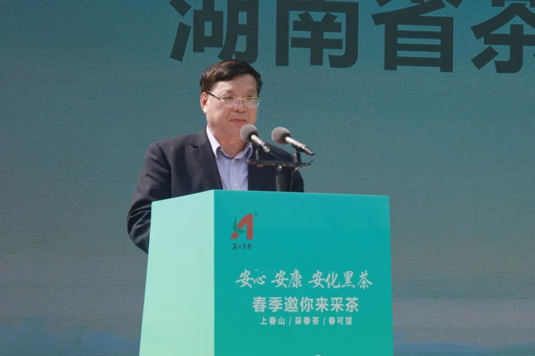 安化黑茶开园视频,安化黑茶网上开园