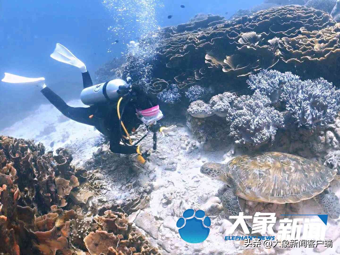 何灏浩在美人鱼中饰演谁,何灏浩的水下舞蹈