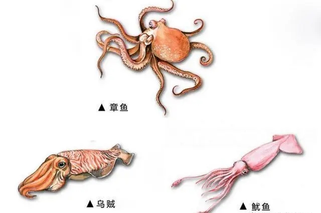 大王乌贼是不是抹香鲸的食物,抹香鲸是如何找到大王乌贼的