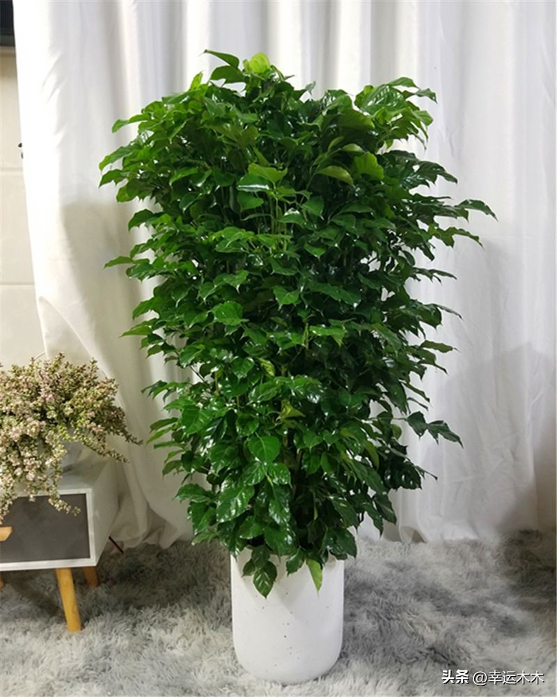 招财旺宅盆栽鸿运当头,绿植鸿运当头最宜摆放在什么位置