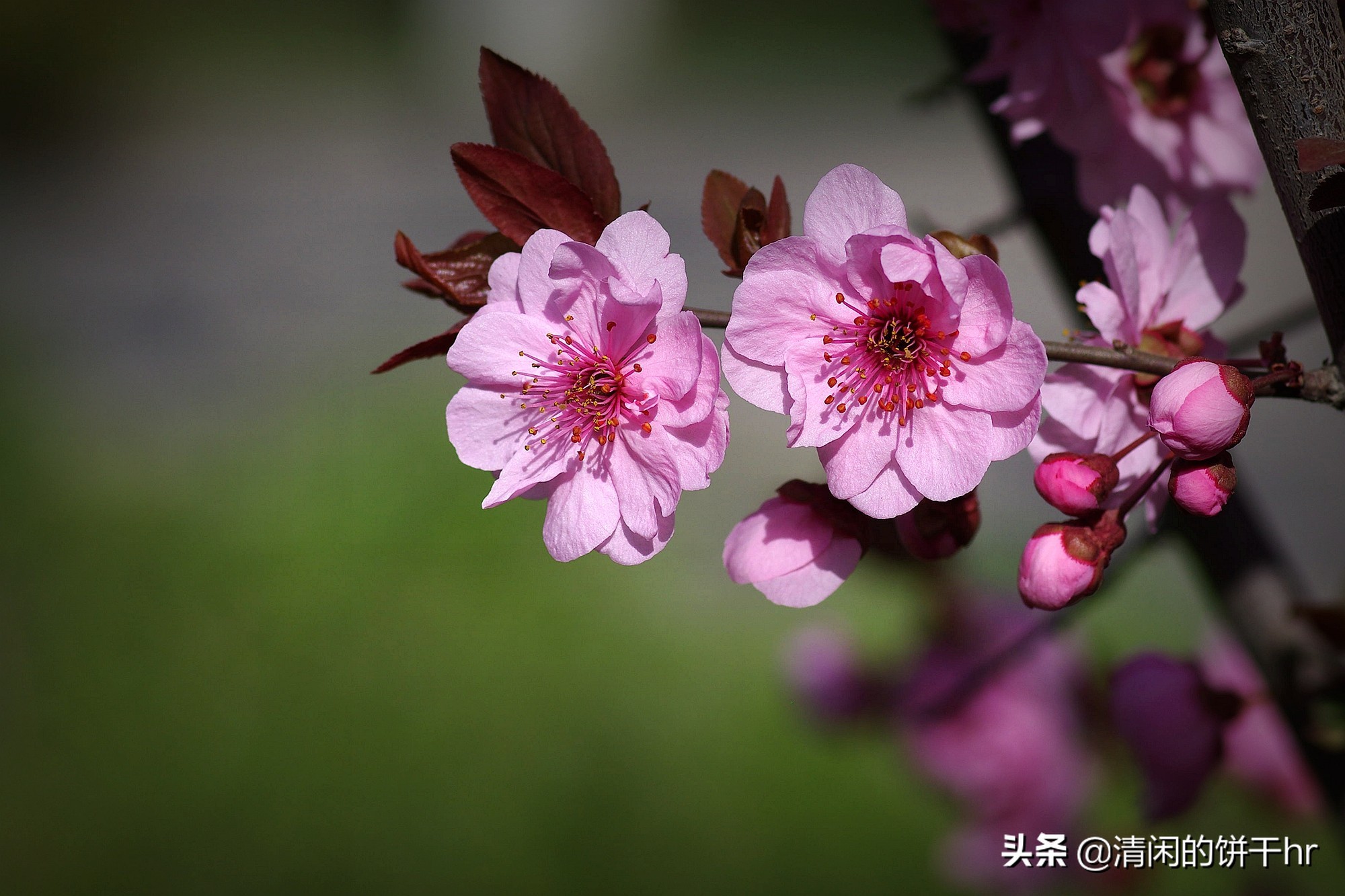 淡雅书香梅花唯美图片,淡雅梅花花卉图片