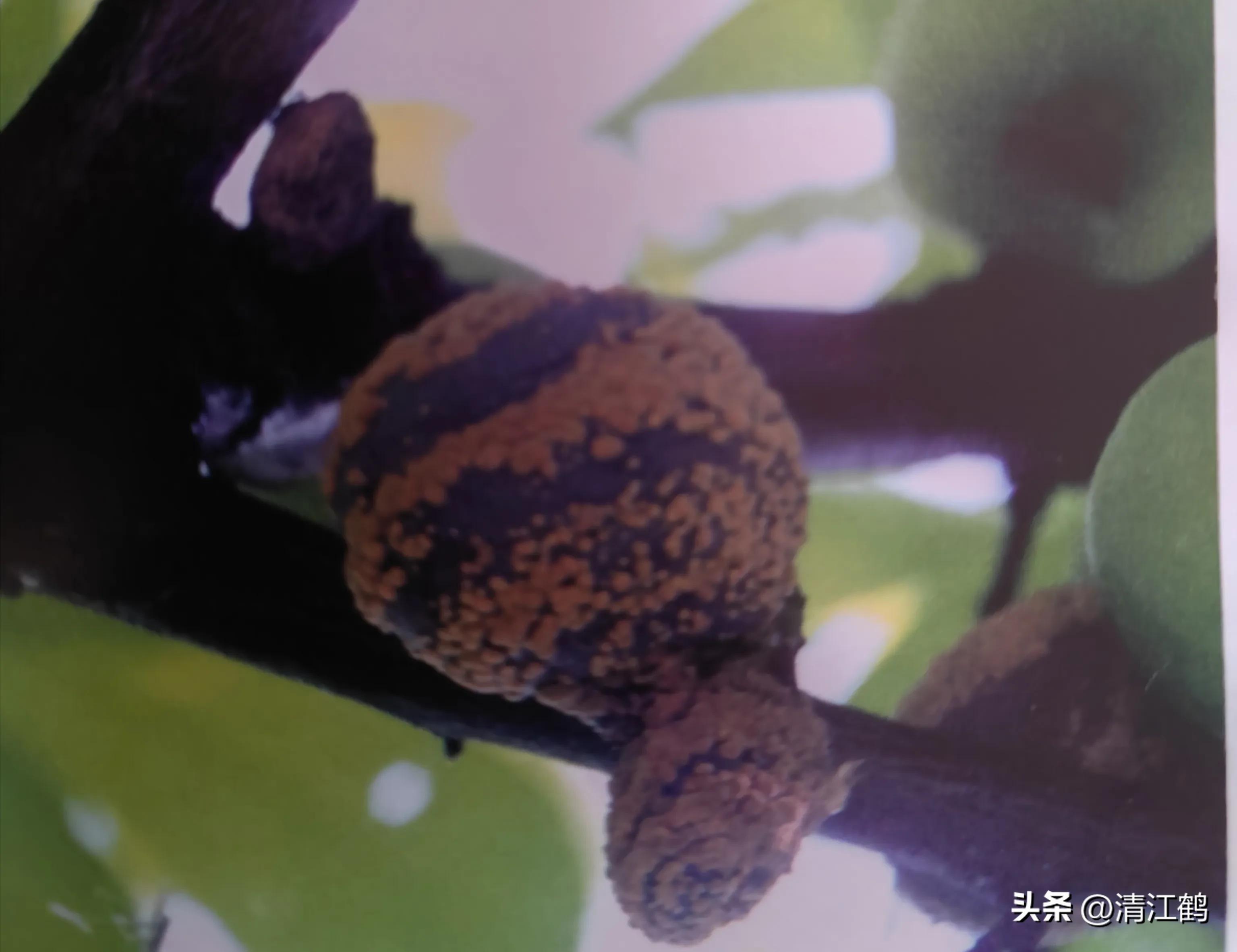 李子叶病害图片大全,李子树上白点是什么病害