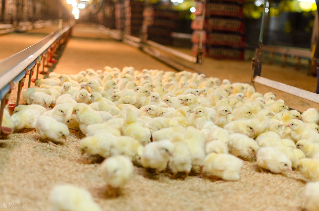 山沟沟里的养鸡场，如何帮中国人实现“吃鸡自由”？