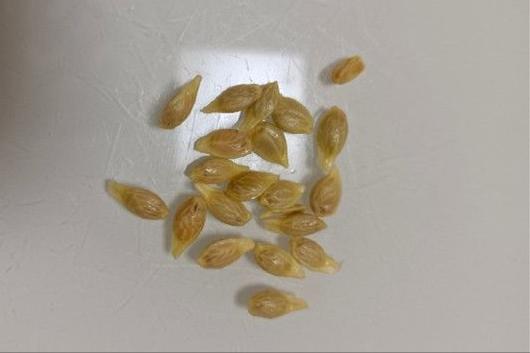 所有小橘子都是沙糖桔吗,沙糖桔跟小橘子区别