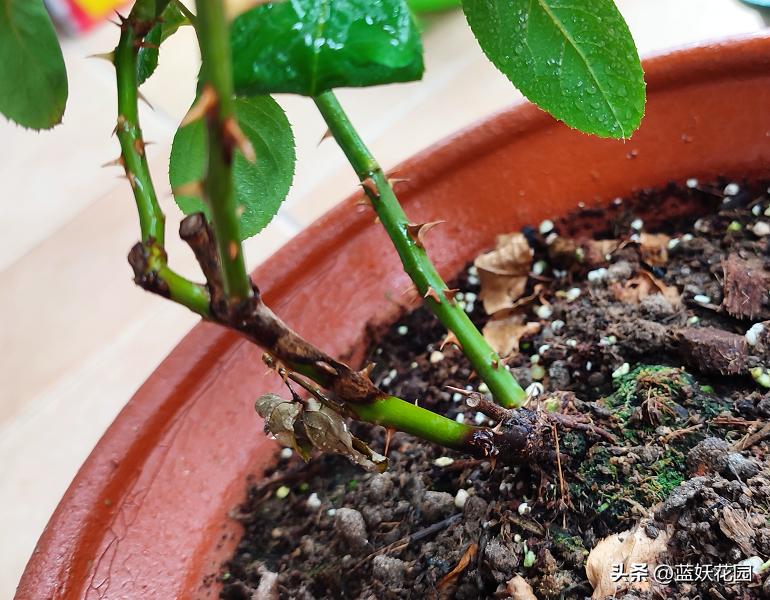 月季顶端枝接如何防止黑杆,月季修剪后上面黑杆了怎么办