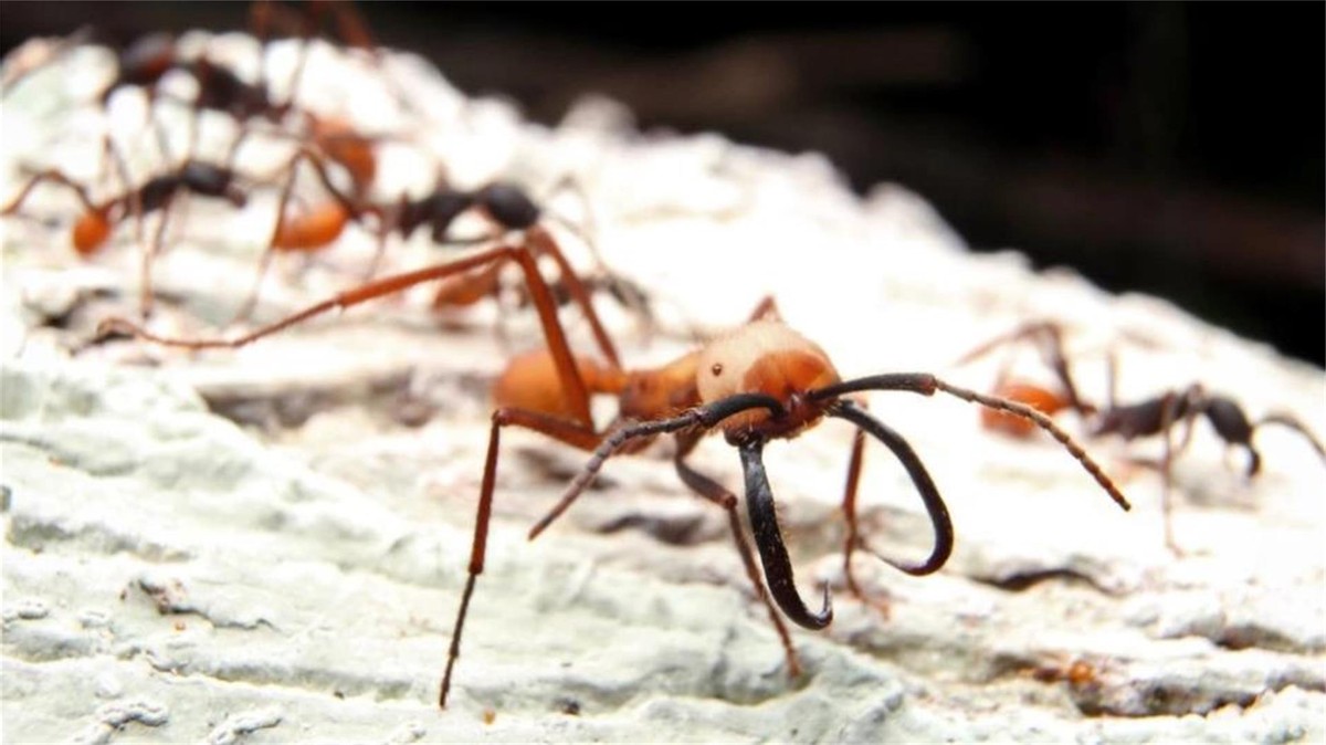 澳洲连蚂蚁都是狠角色？父子露营发现蚂蚁撕咬毒蛇，差点只剩白骨