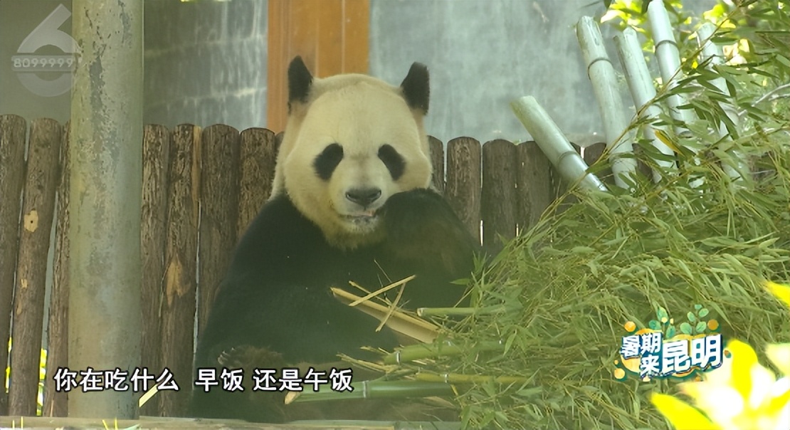 昆明动物世界野生动物园,昆明大自然野生动物园