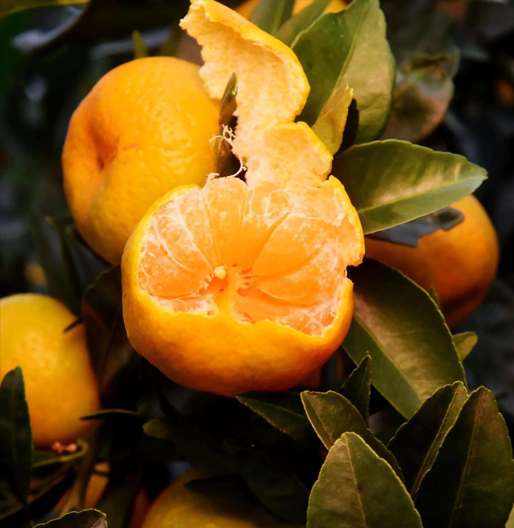 进口水果进得来吗,进口中国水果有哪些