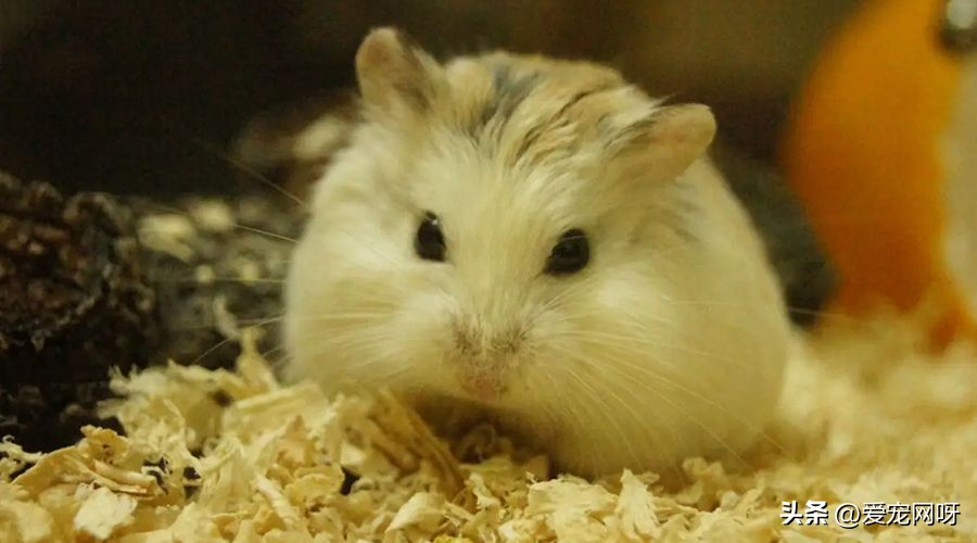 小仓鼠身上的细菌对人体有危害吗,榉木对仓鼠有危害吗