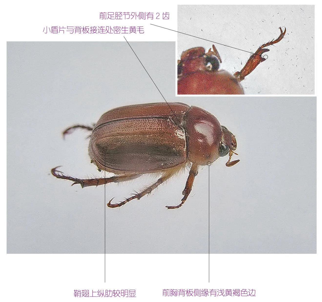 32种昆虫简介思维导图,32种食用植物