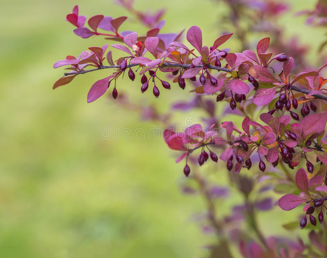 小叶女贞,小叶女贞球