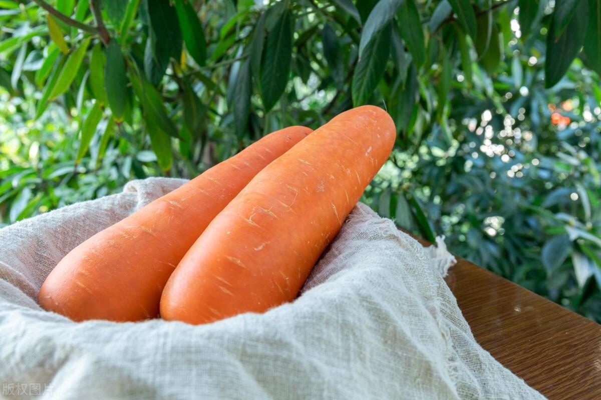 哪些野菜对癌症有效,癌症最怕的野菜马兰头图片
