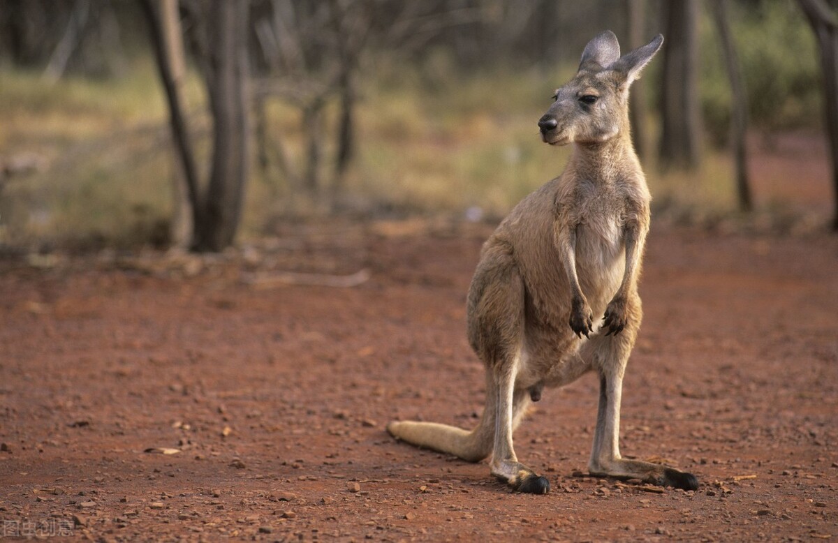 澳洲野兔泛滥成灾到底有多疯狂,澳洲野兔泛滥最严重的地区