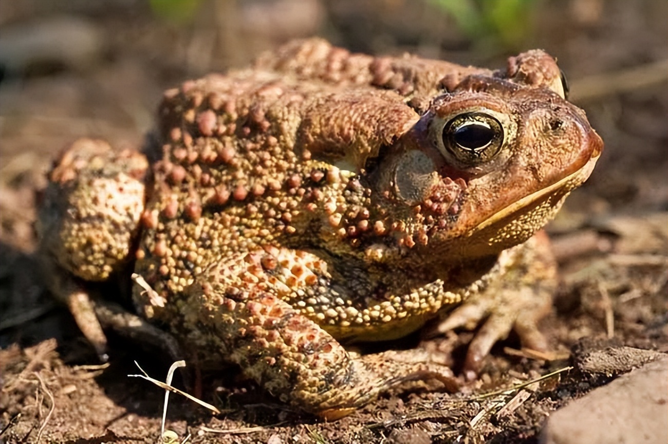 圳、倜、侈，这些字“离婚”后，你还认识吗？
