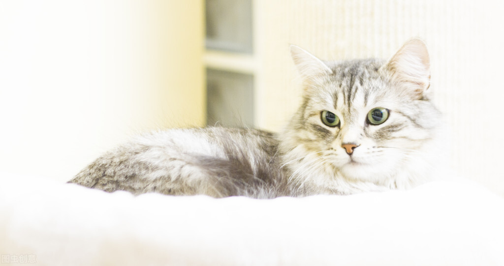 领养一只猫咪的流程！详细步骤，铲屎官收藏