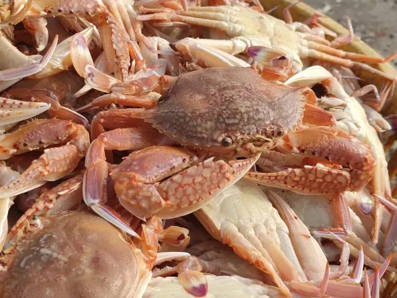 扁蟹的市场销售价格,扁蟹出口哪个国家